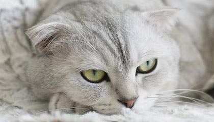 kaiyun-国脚特权取消薪酬不再有浮动 足协将重设奖金制度